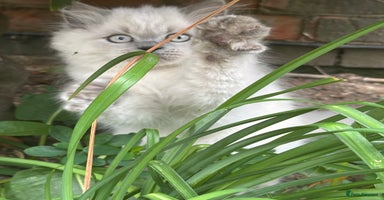 British Shorthair cats - Advert 1