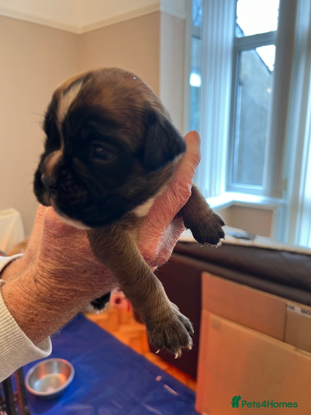 Boxer dogs for sale: Boxer Puppies from Health Testd Parents  - Image 8