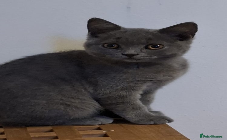 British Shorthair cats - Advert 1
