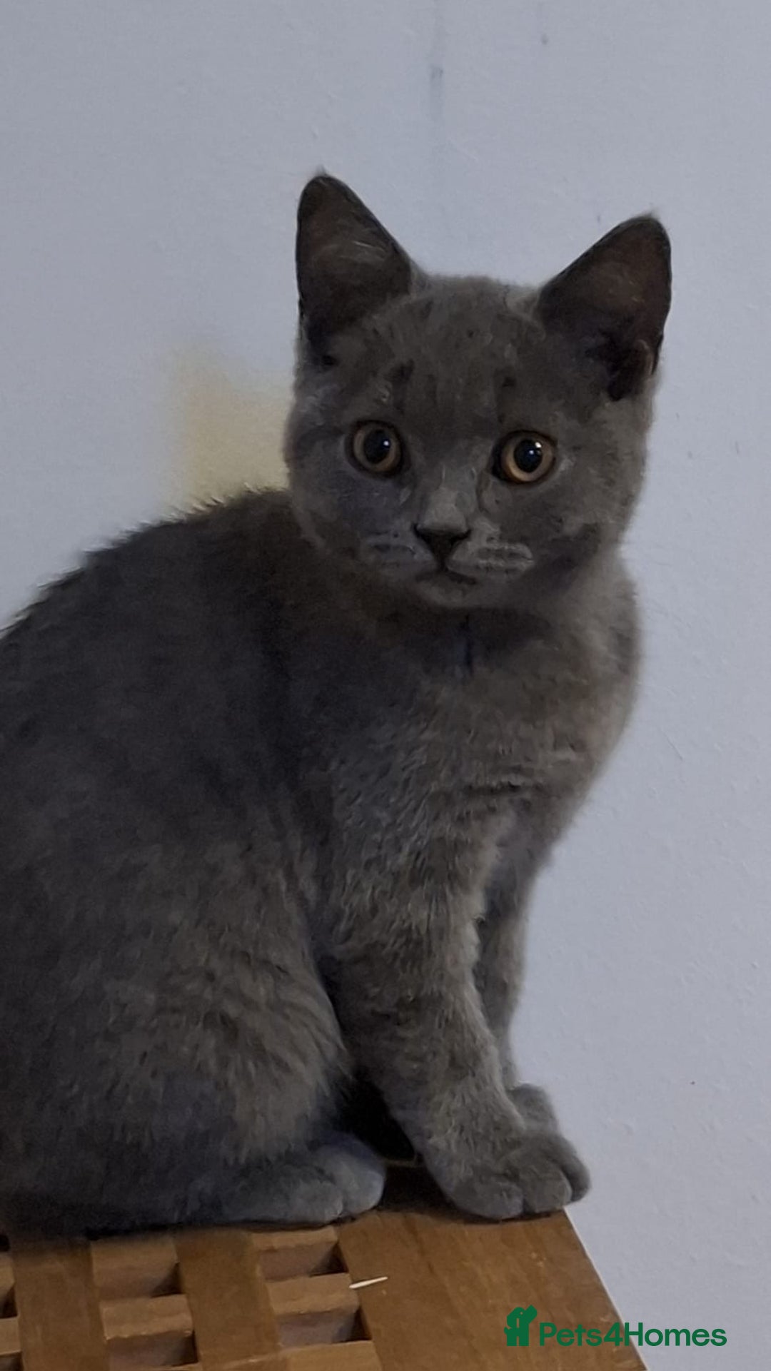 British Shorthair cats for sale: 5 BSH kittens available - Image 1