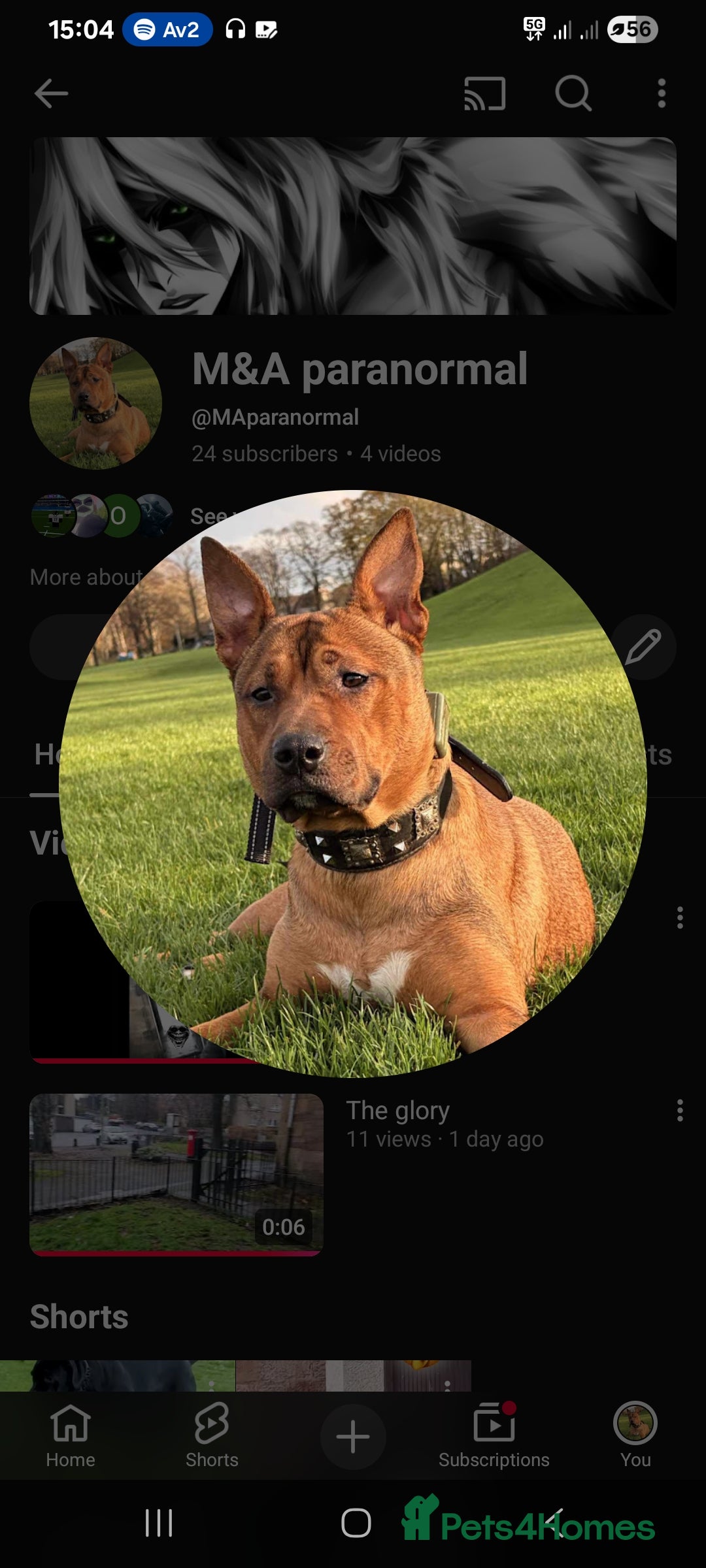 Mixed Breed dogs for sale: Female Mix Staffy - Advert 1