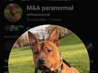 Mixed Breed dogs Female Mix Staffy - Advert 11