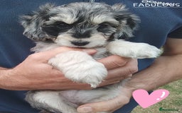 American Cocker Spaniel dogs for sale: SIX SNUGGLE MUFFINS AMERICAN COCKER, TOY POODLE - Image 16