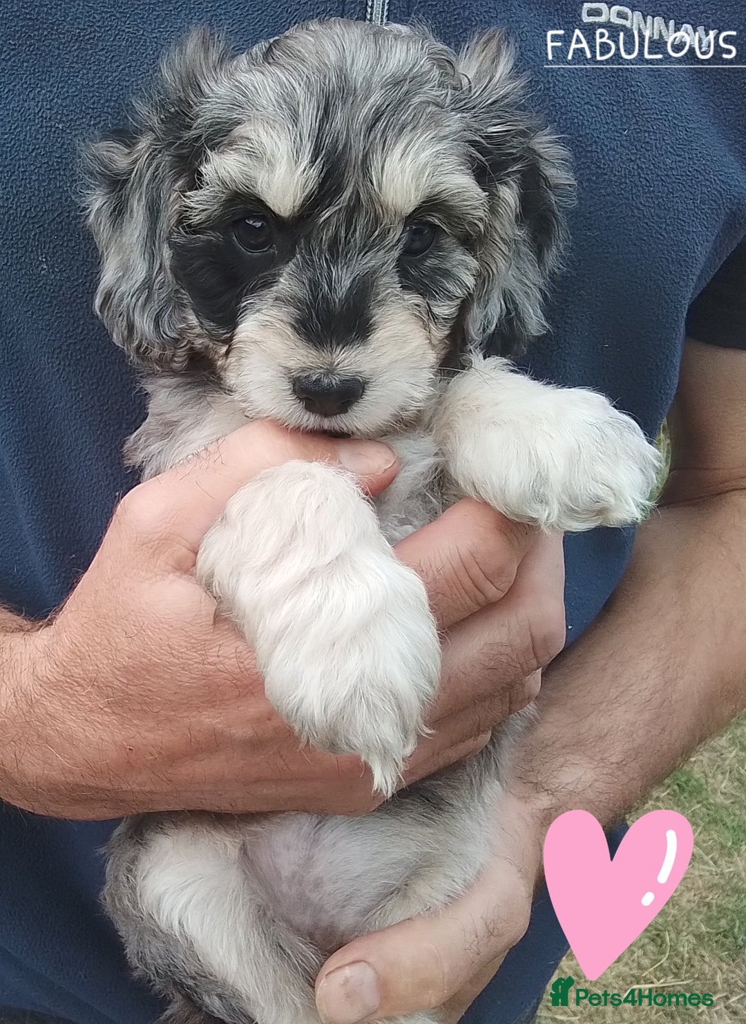 American Cocker Spaniel dogs for sale: SIX SNUGGLE MUFFINS AMERICAN COCKER, TOY POODLE - Image 16
