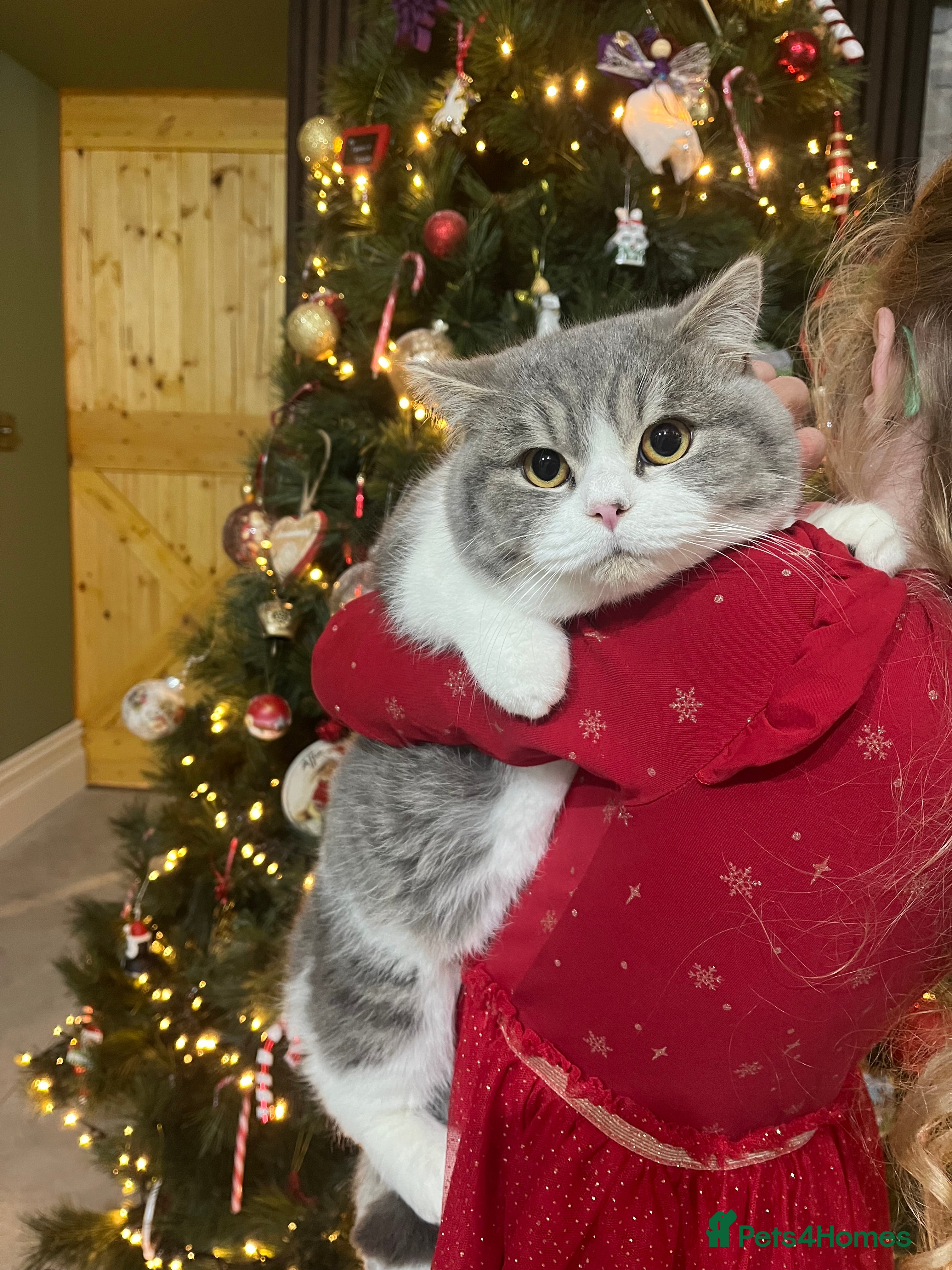 British Shorthair cats Purebred blue/White British Shorthair Kittens - Advert 14