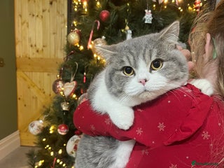 British Shorthair cats Purebred blue/White British Shorthair Kittens - Advert 1