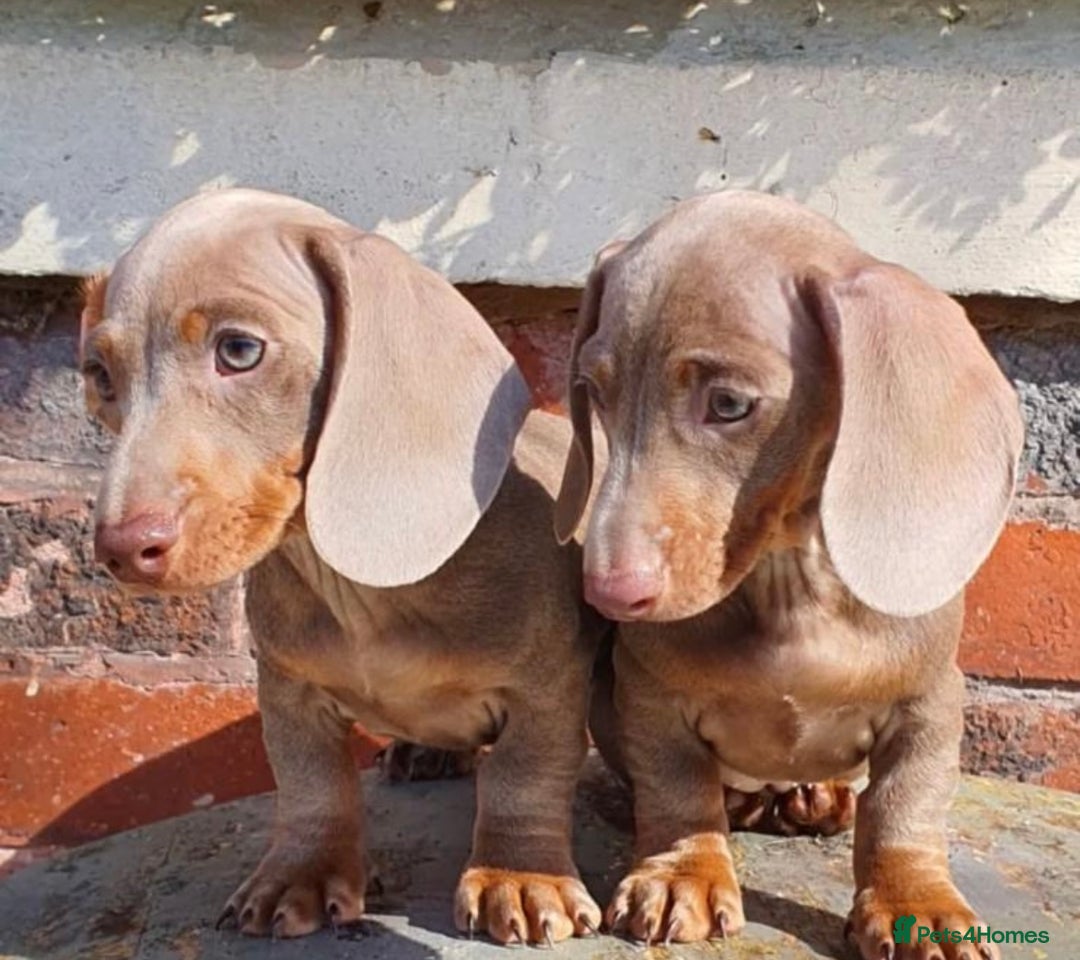 Dachshund dogs for stud:  STUD 💙Miniature dachshund Isabelle long hair - Advert 10