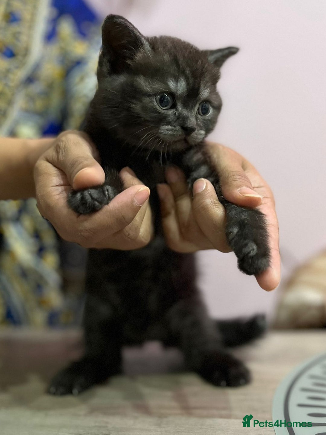 British Shorthair cats for sale: 2x british short hair kittens for sale - Image 8