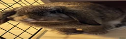 Dwarf Lop rabbits for sale: Jupiter is looking for a new home  - Advert 1