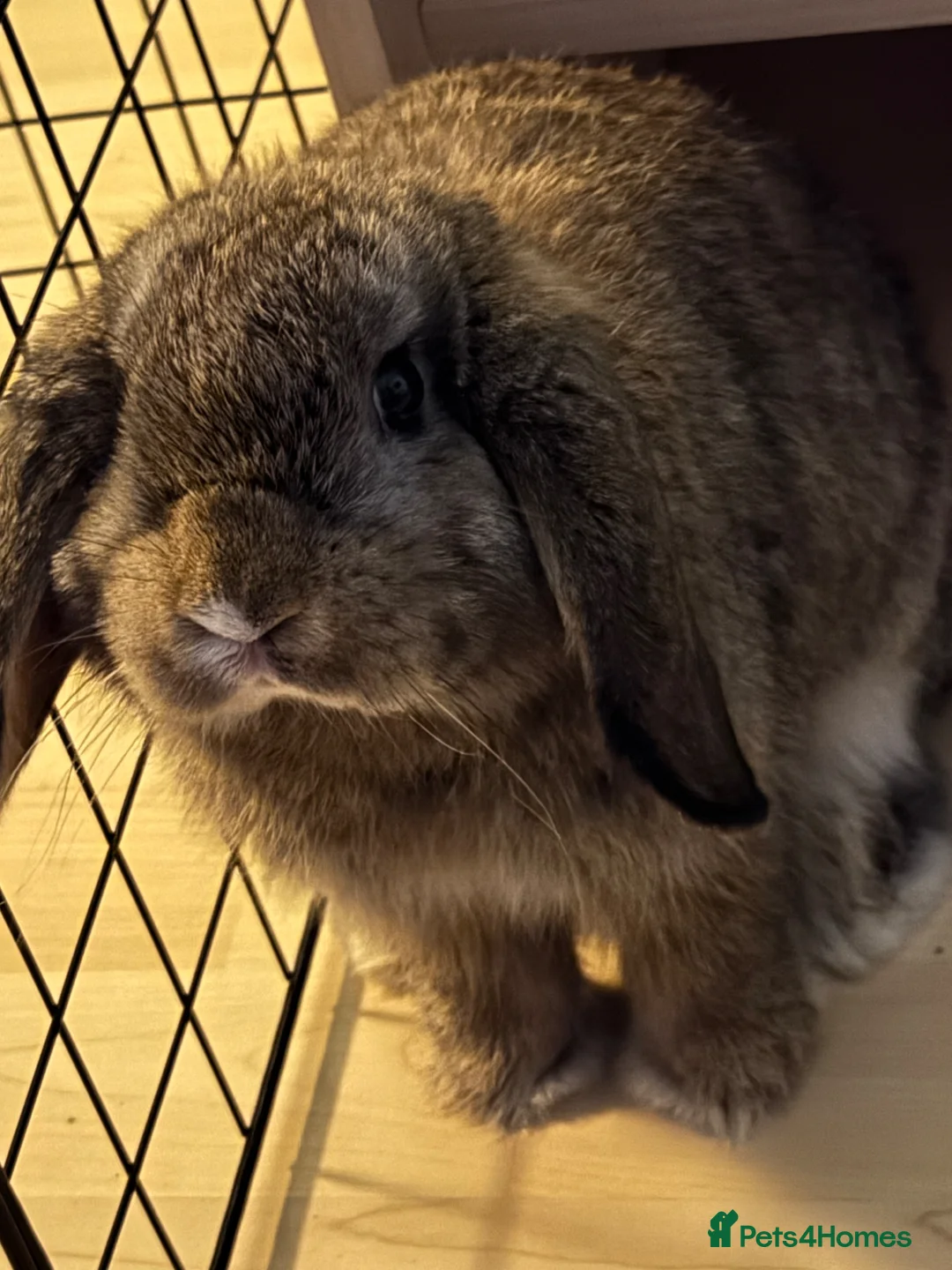 Dwarf Lop rabbits for sale: Jupiter is looking for a new home  - Advert 1
