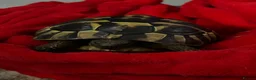 Hermann Tortoise reptiles for sale: Much loved male hermans - Advert 3