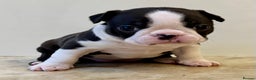 Boston Terrier dogs for sale: Boston Terriers for sale - Advert 10