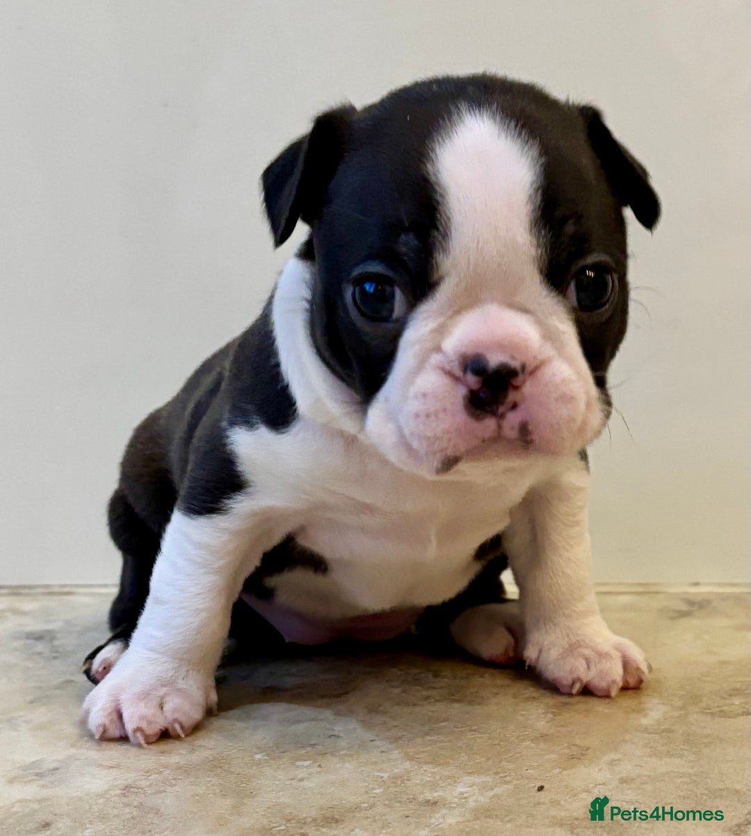 Boston Terrier dogs for sale: Boston Terriers for sale - Advert 10