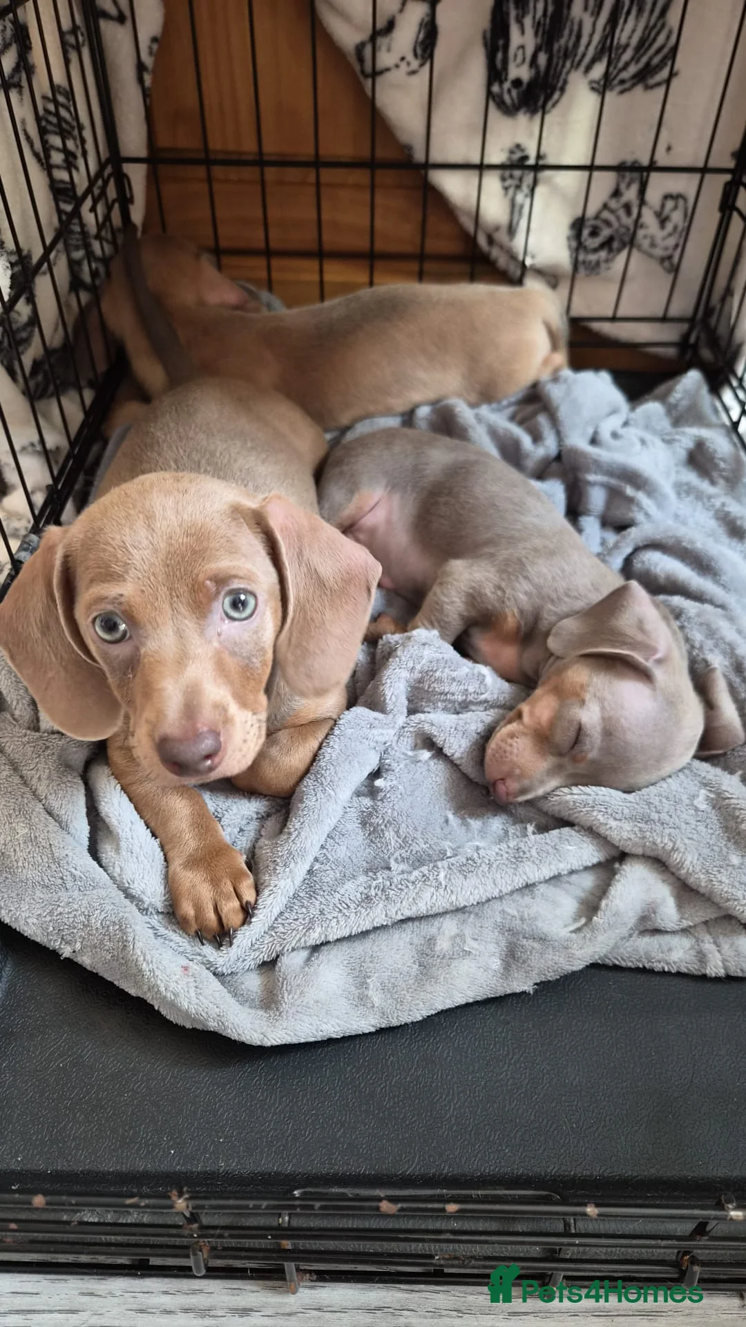 Dachshund dogs for sale: Gorgeous daschund puppies for sale! in Manchester - Advert 1