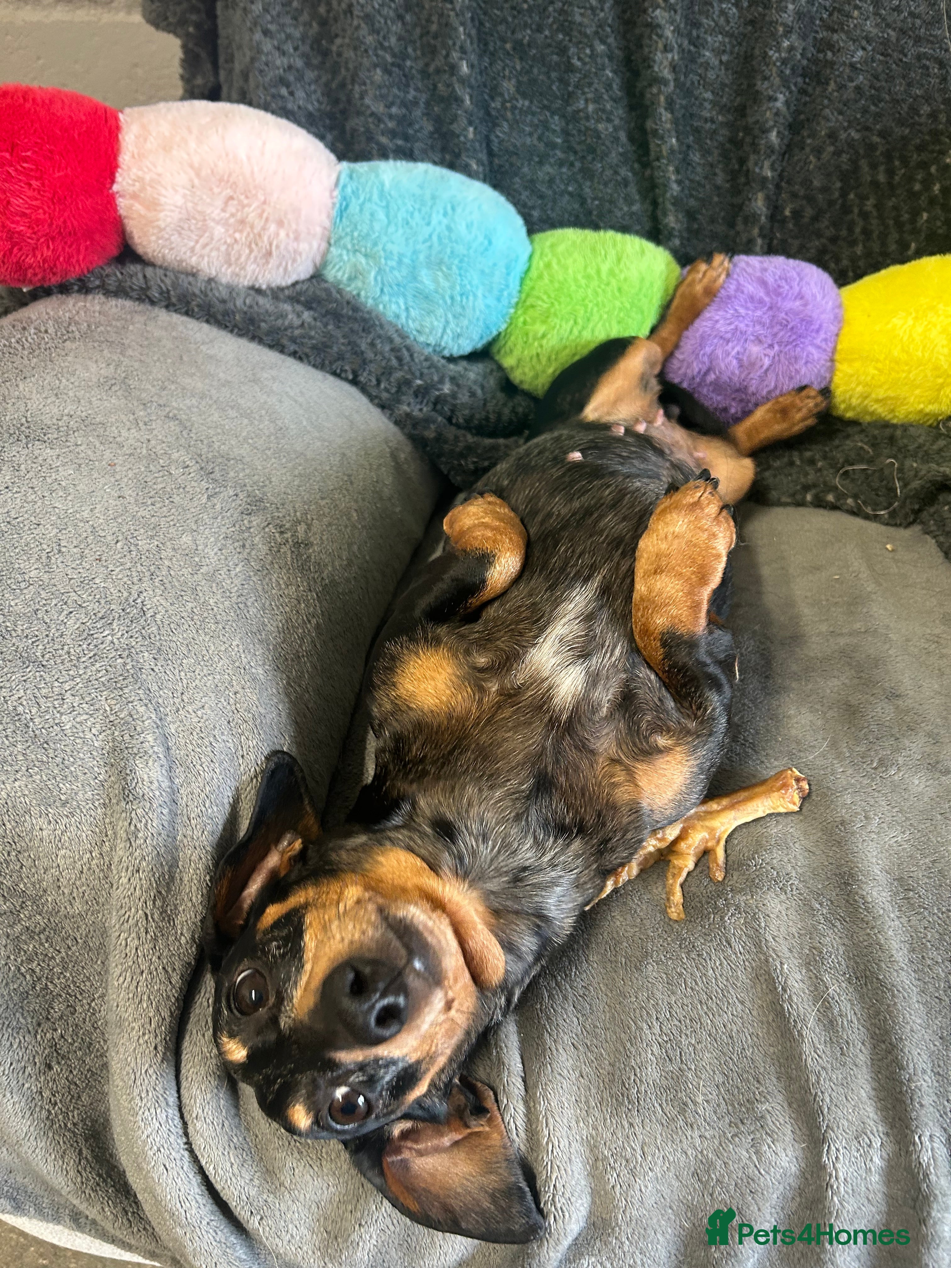 Miniature Dachshund dogs Beautiful Dachshund sisters - bonded pair  - Advert 15