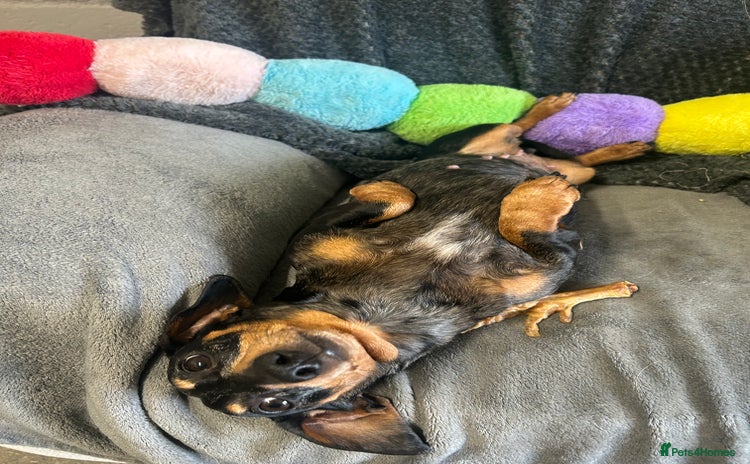 Miniature Dachshund dogs - Advert 14