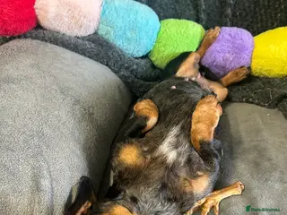 Miniature Dachshund dogs Beautiful Dachshund sisters - bonded pair - Advert 5