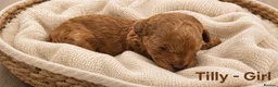 Cockapoo dogs for sale: 5 Rare Beautiful F1BB Toy Cockapoo Puppies!!  - Advert 4