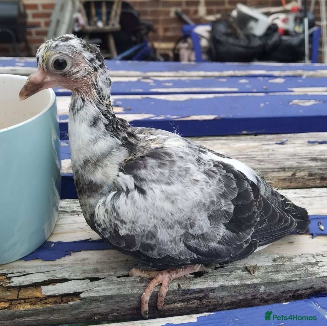 Pigeons birds for sale: Pigeons [Semi Hand-Raised] - Fancy & Racing Breeds - Advert 4