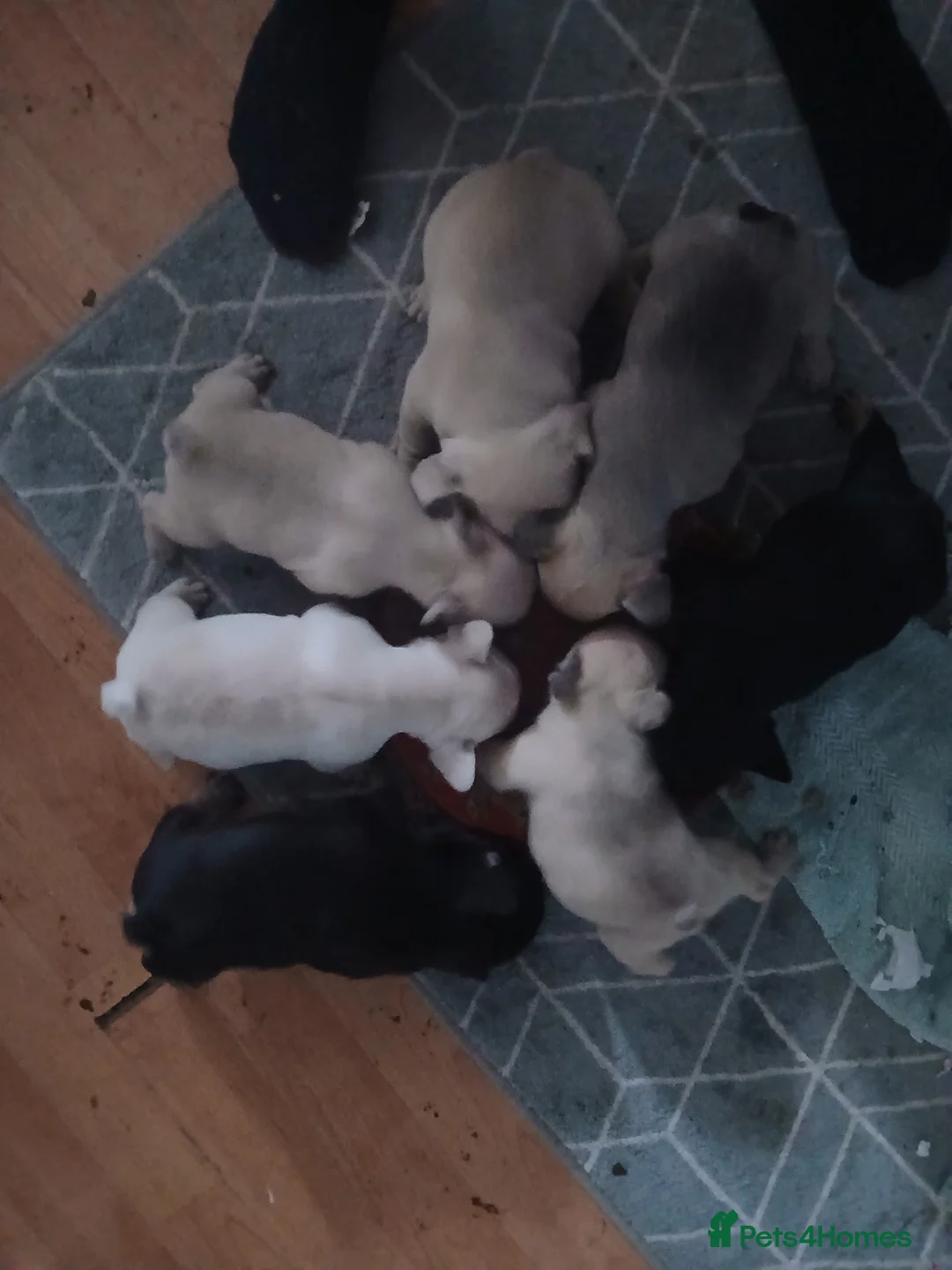 French Bulldog dogs for sale: Gorgeous frenchie pups - Advert 2