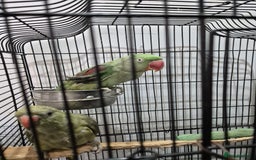 Budgerigars birds for sale: Budgies  - Image 7