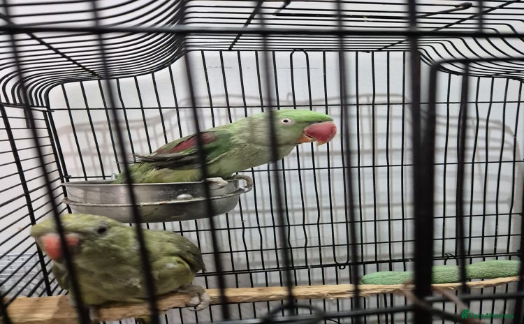 Budgerigars birds - Advert 10