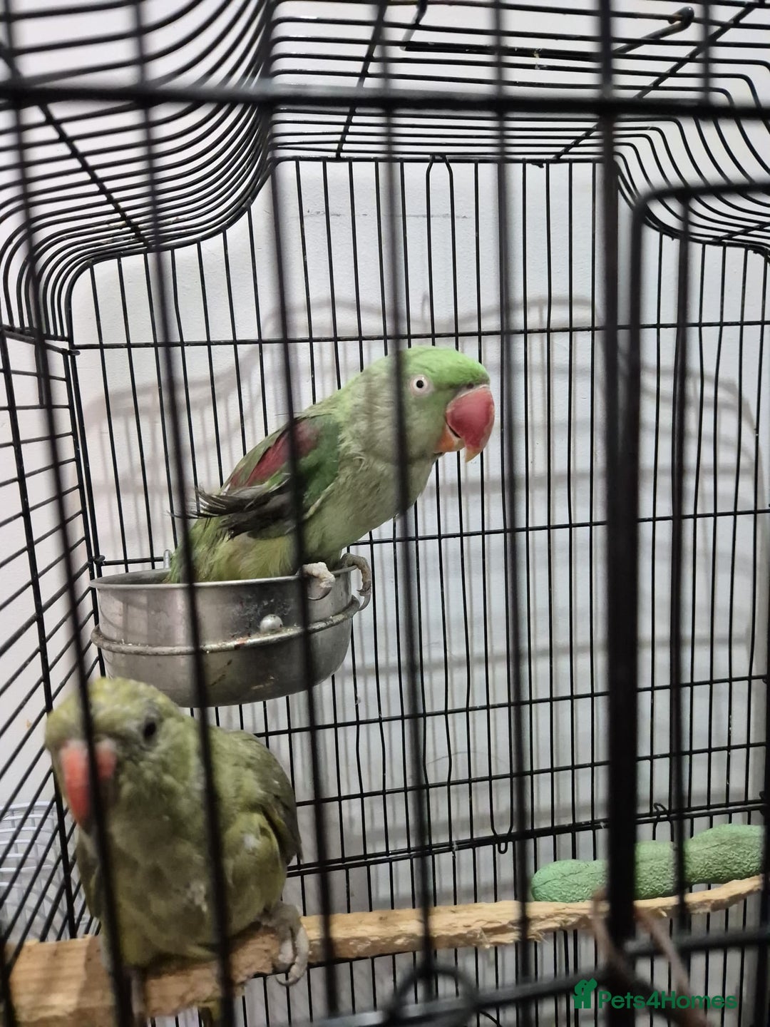 Budgerigars birds for sale: Budgies  - Image 7