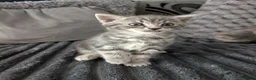 Mixed Breed cats for sale: 5 beautiful kittens  - Advert 10