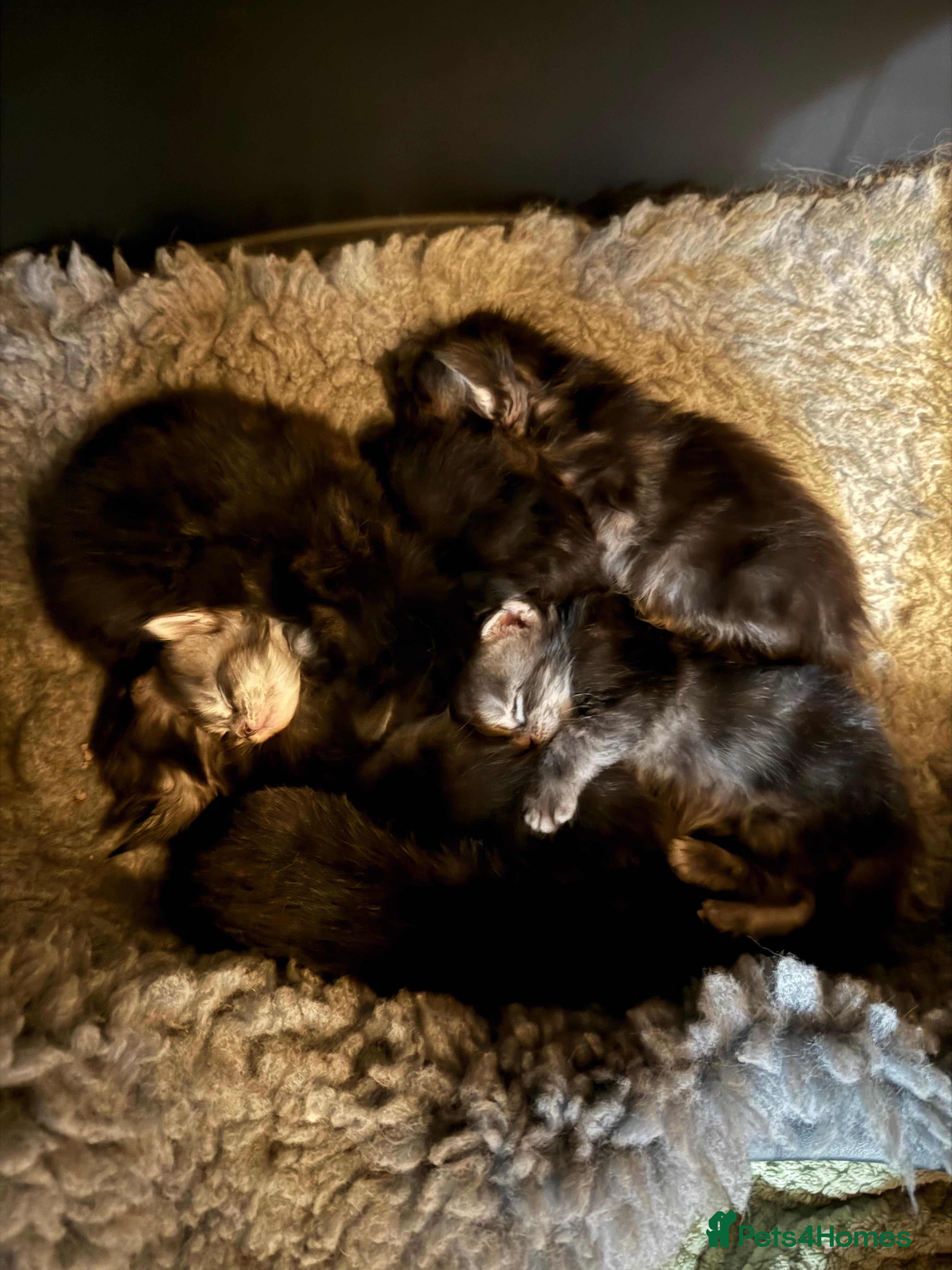 Maine Coon cats Maine coon kittens - Advert 1