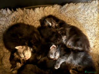 Maine Coon cats Maine coon kittens - Advert 1