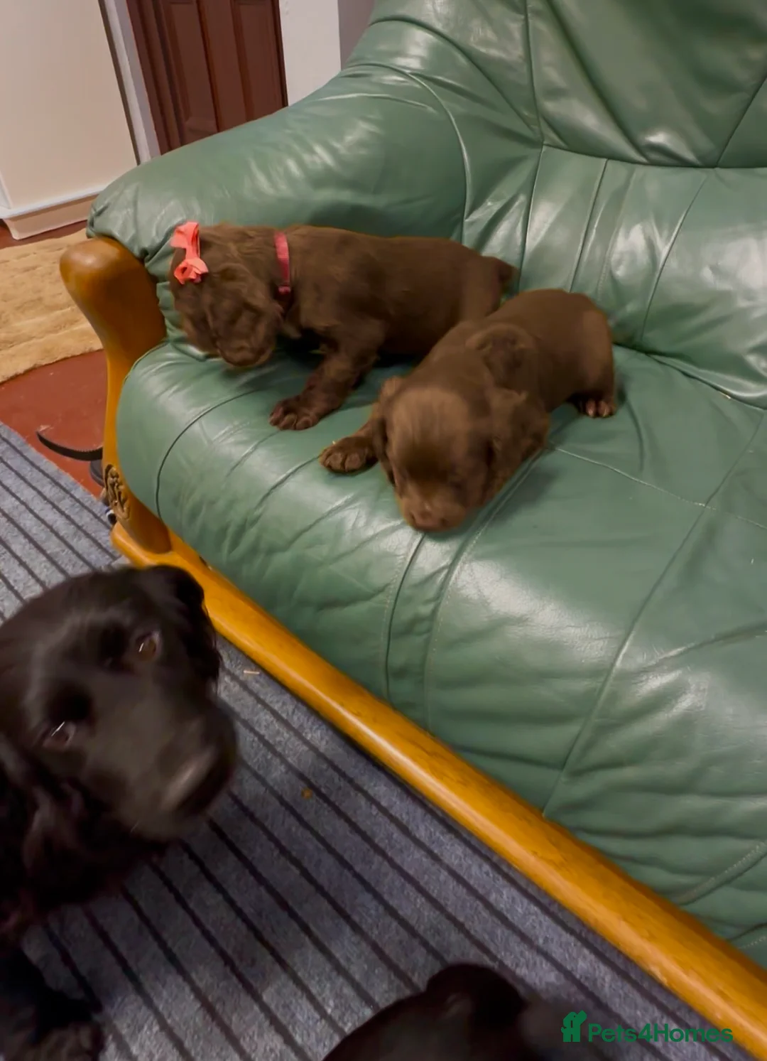 Cocker Spaniel dogs for sale: Cocker spaniel - Advert 25