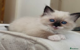 Ragdoll cats for sale: READY SOON!! PUREBRED RAGDOLL KITTENS - Image 7