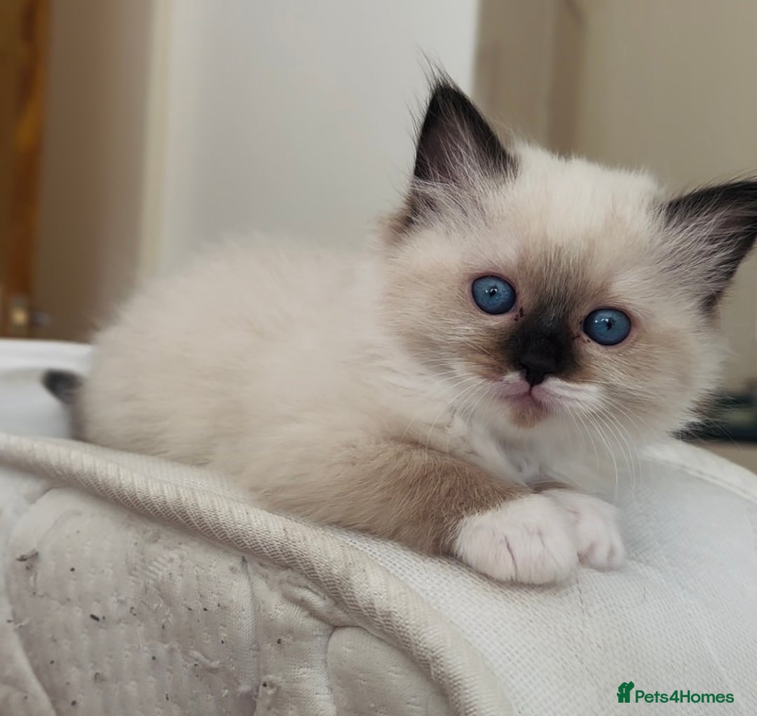 Ragdoll cats for sale: READY SOON!! PUREBRED RAGDOLL KITTENS - Image 7