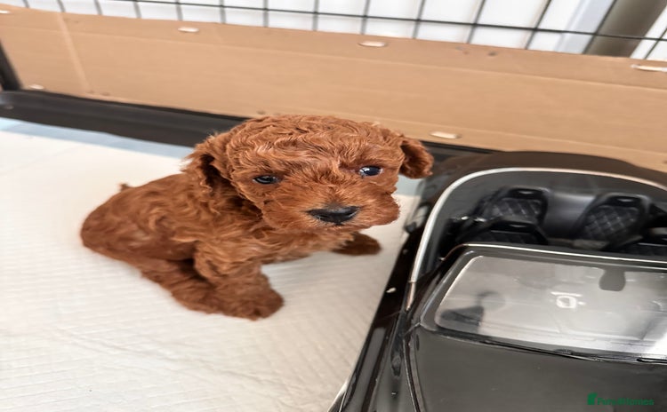 Toy Poodle dogs for sale - Advert 2