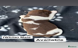 English Springer Spaniel dogs for sale: Gorgeous marked English Springer Spaniel pups  - Image 12