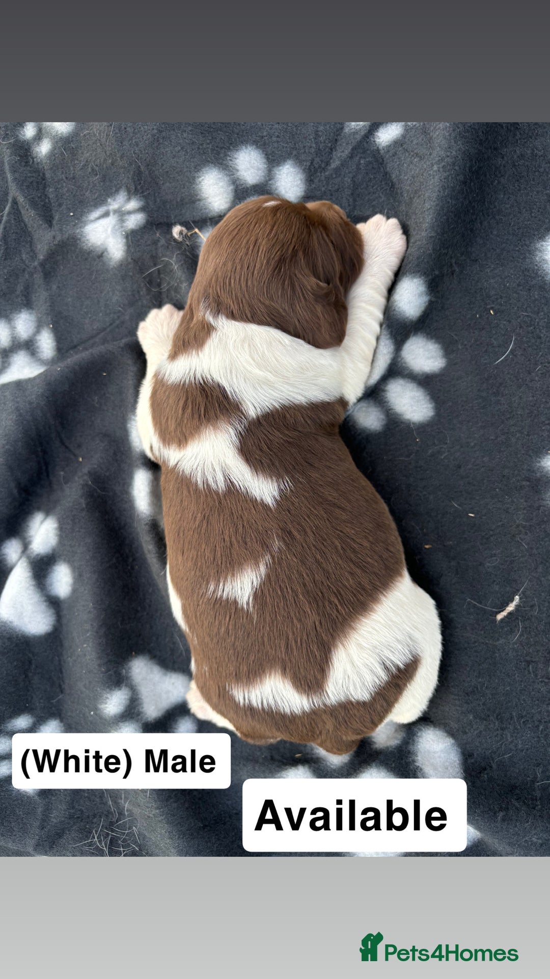English Springer Spaniel dogs for sale: Gorgeous marked English Springer Spaniel pups  - Image 12