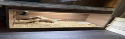 Bearded Dragon reptiles for sale: Bearded Dragon for sale with enclosure  - Advert 6