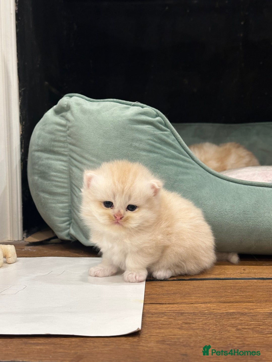 Persian cats for sale: Chinchilla kittens  - Image 19