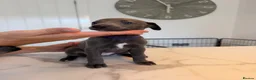 Whippet dogs for sale: KC Whippet Puppies  in Chesterfield - Advert 20