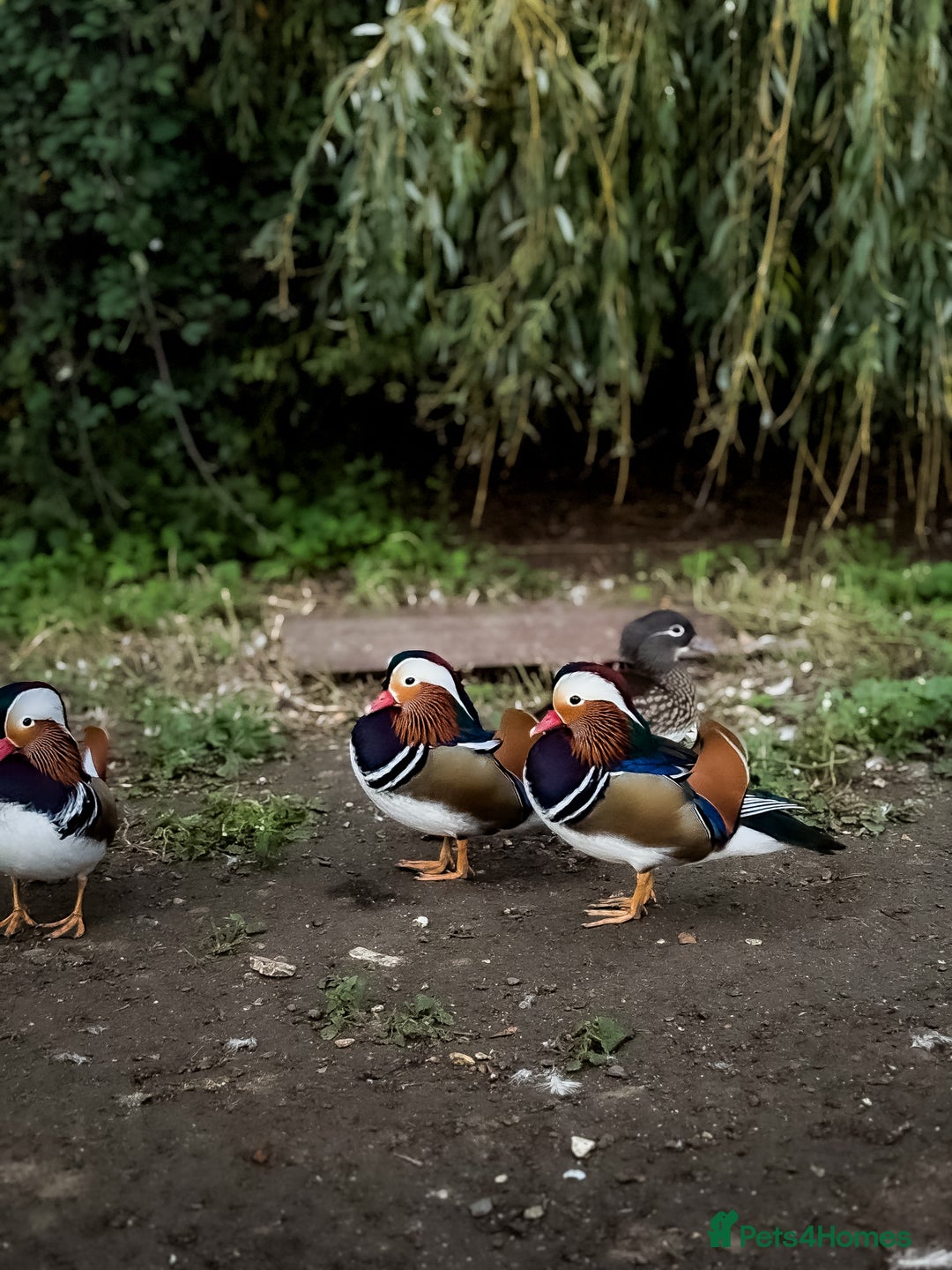 Mixed Breed birds for sale: Mandarin ducks - Image 3