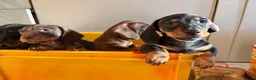 Miniature Dachshund dogs for sale: Miniature sausages - Advert 11