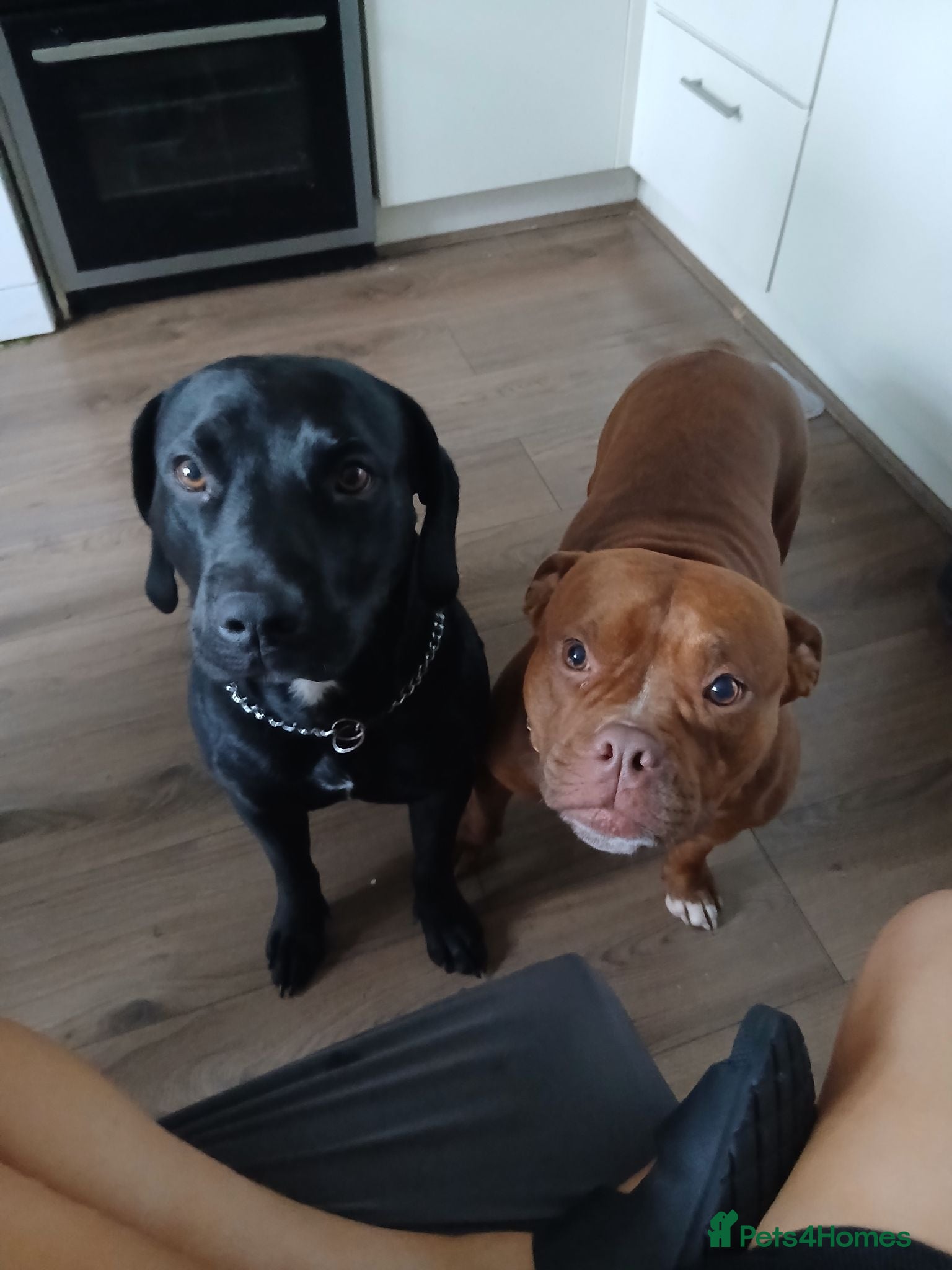Mixed Breed dogs Pocket bully x springer staff - Advert 17
