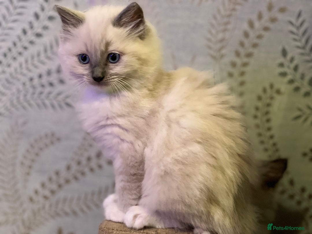 Ragdoll cats for sale: 2 Boys and 1 Girl Ragdoll kittens - Image 9