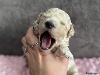 Poochon dogs RARE cream Poochon puppies - Advert 1