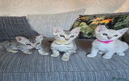 Bengal cats for sale: TICA Champion Bengal Kittens  - Image 5