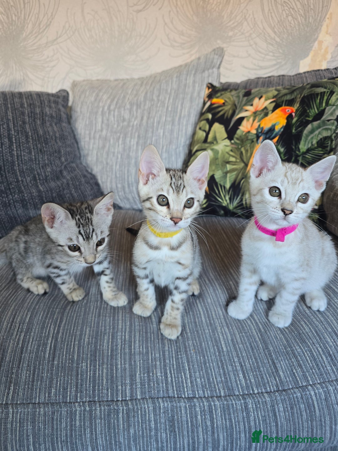Bengal cats for sale: TICA Champion Bengal Kittens  - Image 5