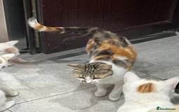 British Shorthair cats for sale: FEMALE & MALE CATS and KITTENs - Image 4