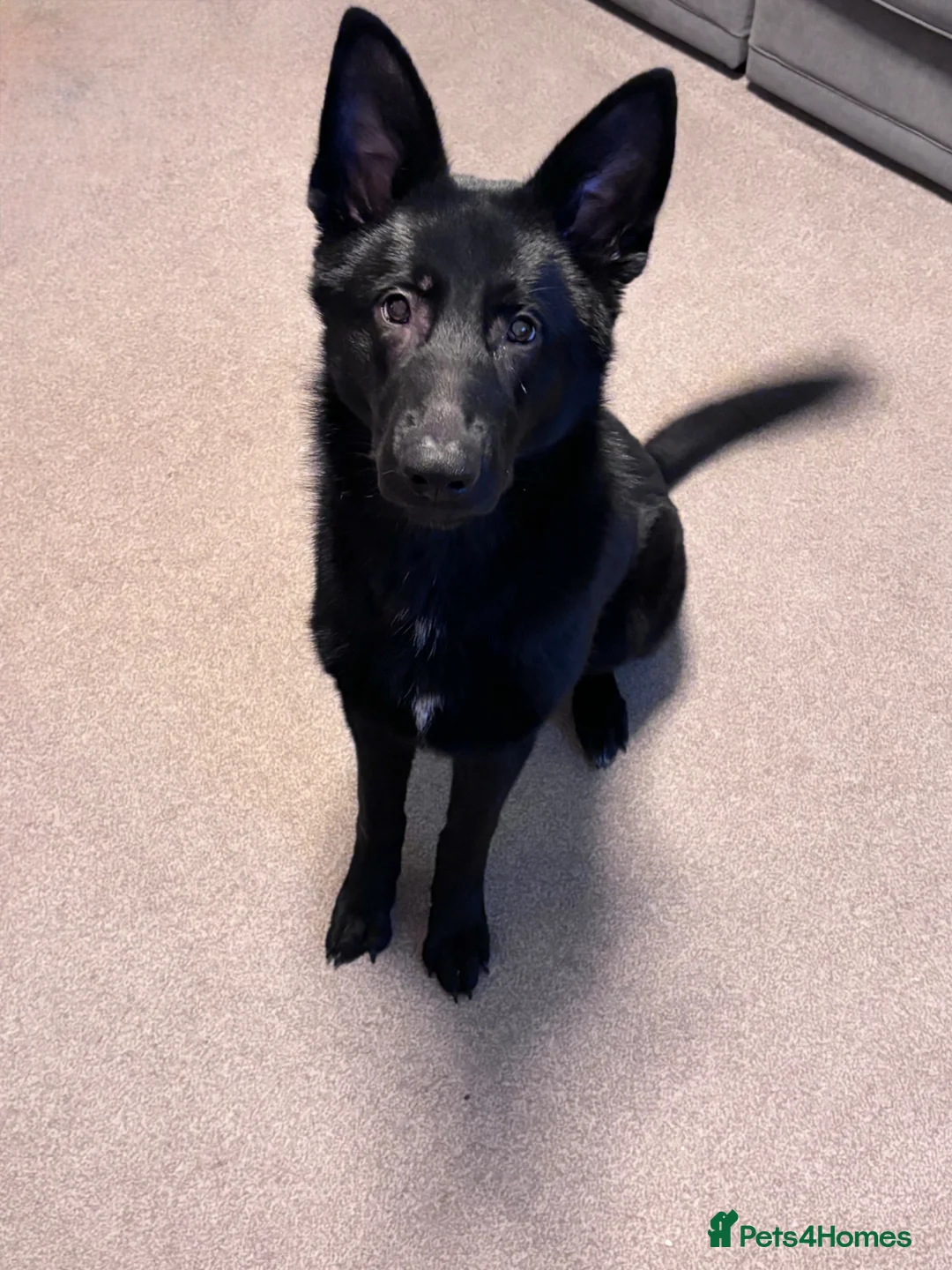 German Shepherd dogs for sale: Storm - Advert 2