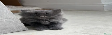 Grey fluffy kitten black collar 