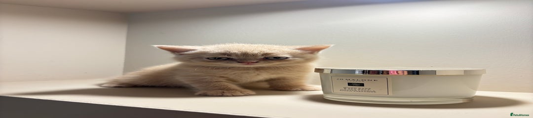 British Shorthair Kitten 1